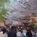 20110410  哲學之道&白川 378.JPG