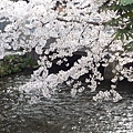 20110410  哲學之道&白川 279.JPG