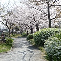 20110409鴨川花見 106.JPG