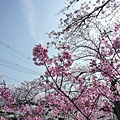 20110410  哲學之道&白川 046.JPG