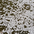 20110411 清水寺 143.JPG