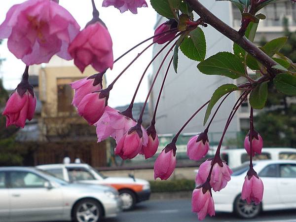 20110409鴨川花見 203.JPG