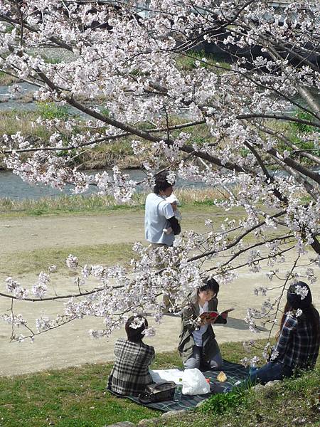 20110409鴨川花見 096.JPG