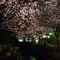 20110410  哲學之道&白川 402.JPG