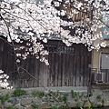 20110410  哲學之道&白川 266.JPG