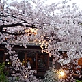 20110410  哲學之道&白川 367.JPG