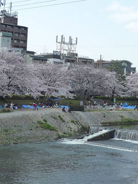 20110409鴨川花見 078.JPG