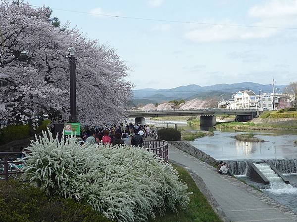 20110409鴨川花見 082.JPG