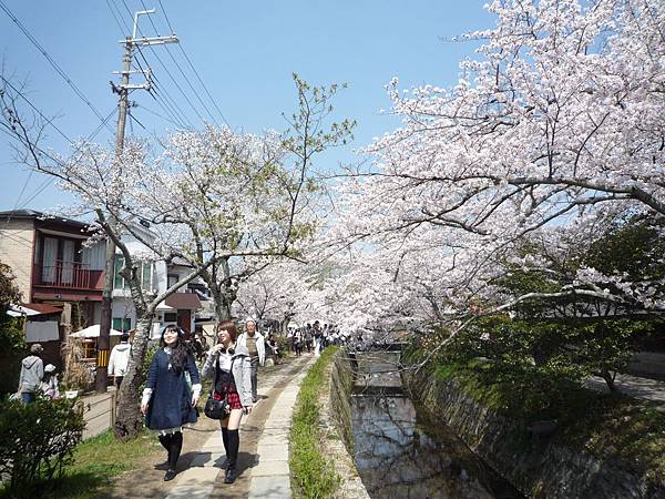 20110410  哲學之道&白川 136.JPG