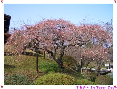 漂亮櫻花樹