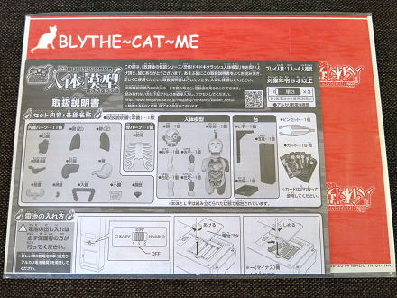 人體模型 (7).JPG 人體模型 (7).JPG