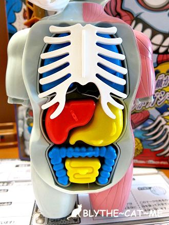 人體模型 (14).JPG 人體模型 (14).JPG