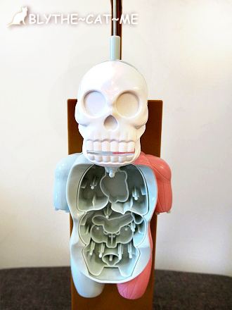 人體模型 (19).JPG 人體模型 (19).JPG