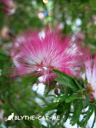 香草菲菲 (7).JPG