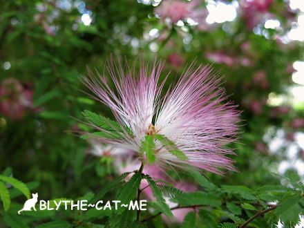 香草菲菲 (8).JPG