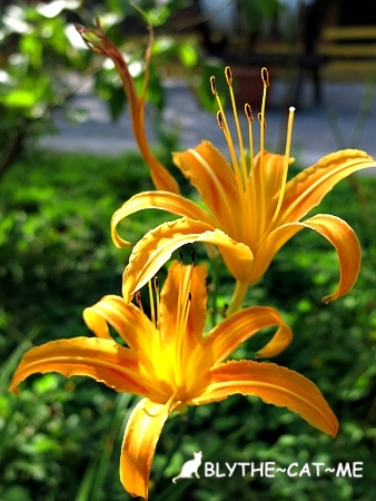 幸福20號農場 (22).JPG 幸福20號農場 (22).JPG