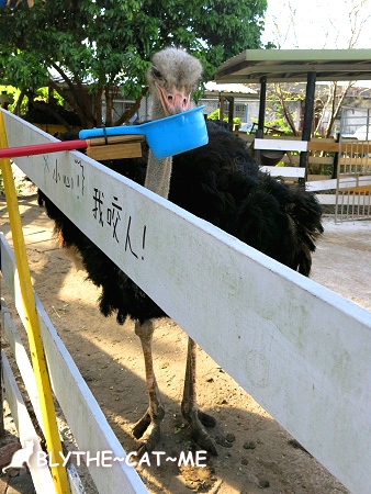 幸福20號農場 (52).JPG 幸福20號農場 (52).JPG