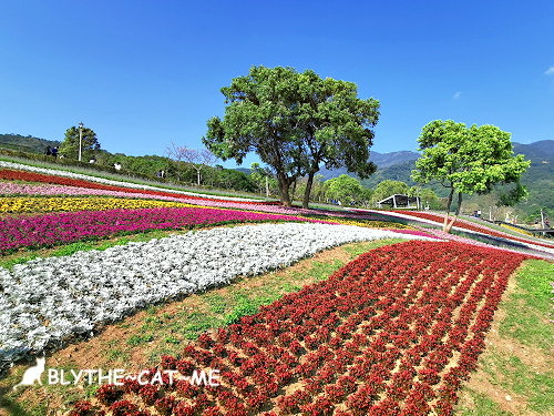 北投社三層崎花海 (19).jpg