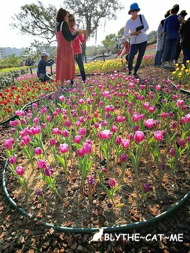 北投社三層崎花海 (43).jpg