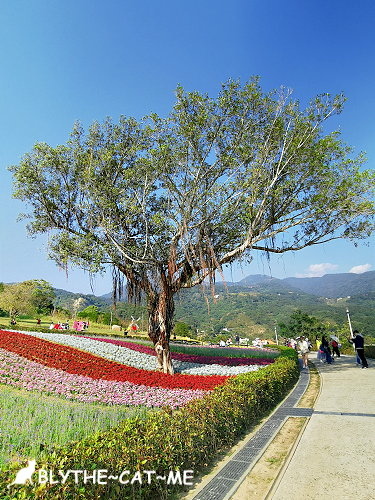 北投社三層崎花海 (50).jpg