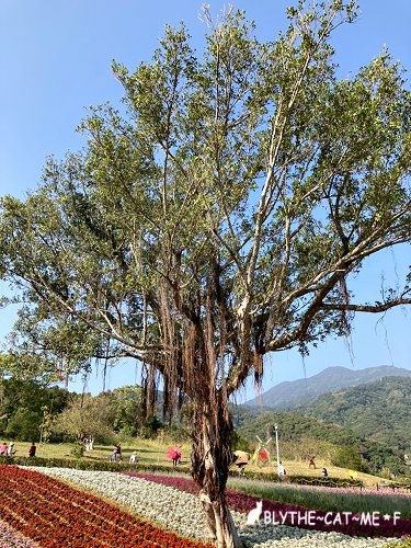 北投社三層崎花海 (57).jpg