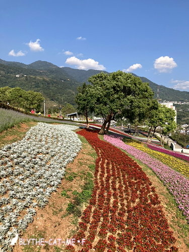 北投社三層崎花海 (60).jpg