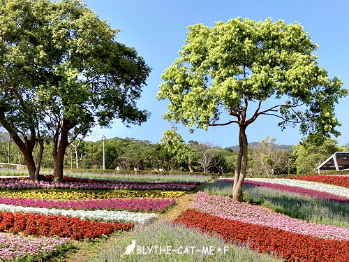 北投社三層崎花海 (62).jpg