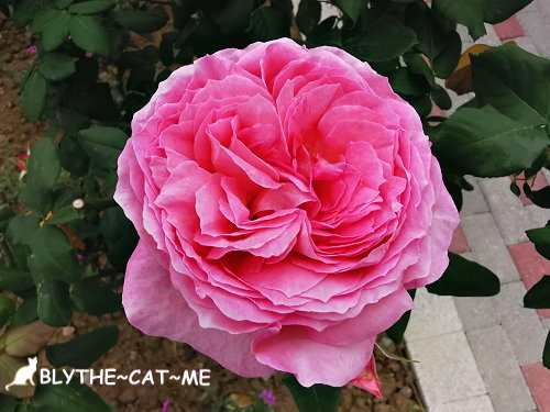 新生公園台北玫瑰展 (37).jpg