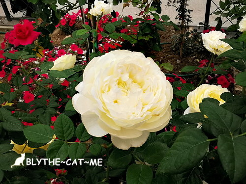 新生公園台北玫瑰展 (35).jpg