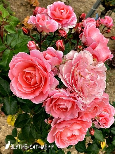 新生公園台北玫瑰展 (49).jpg