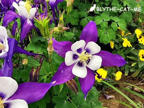 新生公園台北玫瑰展 (60).jpg