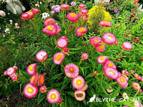 新生公園台北玫瑰展 (63).jpg