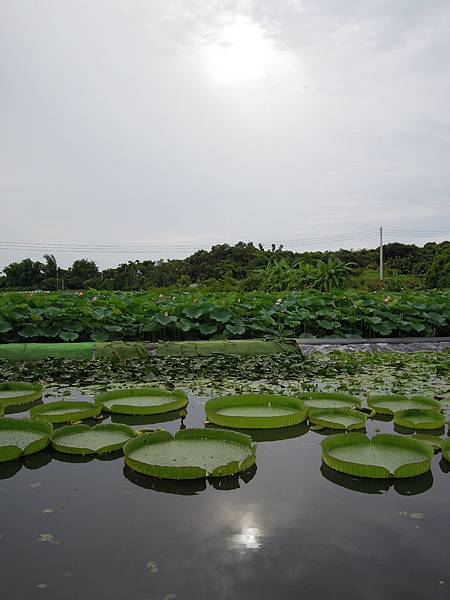 DSCN9931-台南白河蓮花公園.JPG