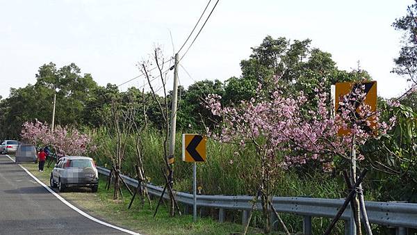 DSC01035-139縣道獅子櫻花大道.jpg