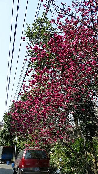 9145-豐原樂天街53巷櫻花.jpg