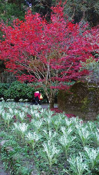 DSC02154-衫林溪藥花園楓紅.jpg