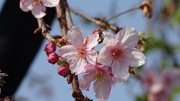 DSC02823-彰化芬園花卉生產休憩園區.jpg