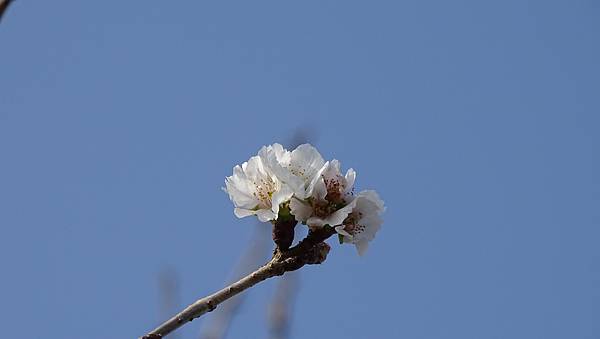 DSC02862-彰化芬園花卉生產休憩園區.jpg