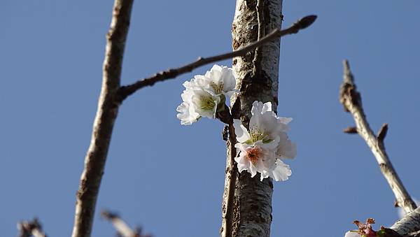 DSC02863-彰化芬園花卉生產休憩園區.jpg