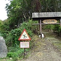 DSC03285-嘉義梅山瑞里瑞太古道.JPG