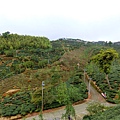 CIMG1596-南投鹿谷大崙山觀光茶園.jpg