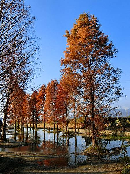 CIMG2632-台中后里泰安落羽松.jpg