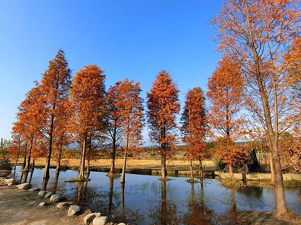 CIMG2633-台中后里泰安落羽松.jpg