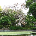 DSCN0147-雲林大埤三秀園.JPG