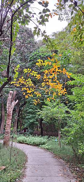 144211-20231111台北中正台北植物園.jpg