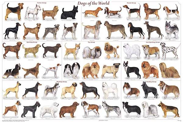 popular-dog-breeds-1.jpg