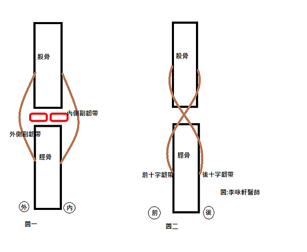 膝蓋韌帶