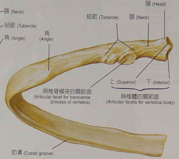中間肋骨後面觀.png