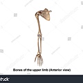 stock-photo-bones-of-the-upper-limb-anterior-view-d-illustration-507245926.jpg