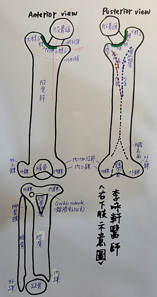 下肢示意圖1.png